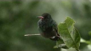 Birds of Belize  Hummingbirds [upl. by Baniez]