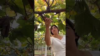 Grape Winter Pruning Cutting Off Old Branches farming agriculture [upl. by Mable]