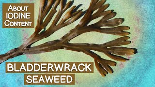 Bladderwrack Seaweed Is It a Good Source of Iodine [upl. by Wagstaff]