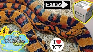 Cloud Colubrids Ships Out Snakes To New York City My Cornsnake Collection Series 2022 [upl. by Mayram]