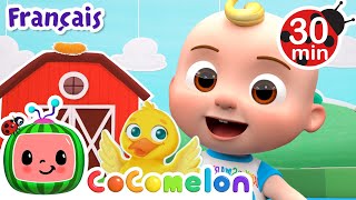 🐥 Cinq Petits Cannards 🐥 Chansons pour Bébés  CoComelon  Danse et Joue [upl. by Alvera]