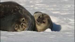 3 days old weddel seal [upl. by Emawk]