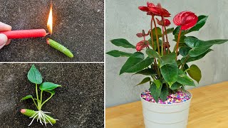 How to propagate anthurium quickly with flower branches  anthurium plant [upl. by Marguerite]