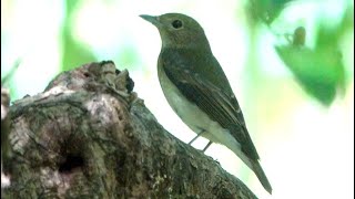 20241006  台北植物園  黃眉黃鶲 Ficedula narcissina 雌；耳邊機關槍 1 [upl. by Anos]