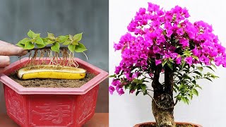 Growing Bougainvillea By Cutting Branches With Bananas Helps Us To Have Beautiful Flower Pots [upl. by Ennoved]