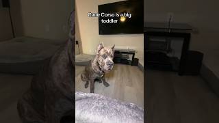 Cane Corso is a big toddler shorts fyp [upl. by Fishman86]