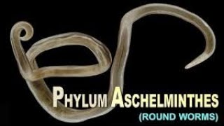 Aschelminthes Animal Kingdom  7 Nemathelminthes Round worm Ascaris Rhabditiform Elephantiasis [upl. by Philemon]