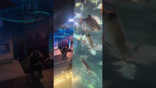 Sea Aquarium in Kuala Lumpur Malaysia  Aquaria KLCC Best Places to Visit in Malaysia malaysia [upl. by Ferdie]