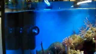 Salt water tank with 4x TUNZE® LED 6095 Wavebox at Interzoo 2012 [upl. by Nipahc190]