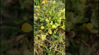 Pulicaria species Asteraceae family [upl. by Aivek27]