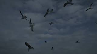 Ugasanie  When the Birds are Dying in Flight [upl. by Vatsug]