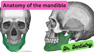 The Mandible A Comprehensive Guide to Its Anatomy [upl. by Valente]