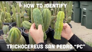 How to Identify Trichocereus San Pedro “PC” l Mallacht’s Plants [upl. by Dorita]