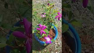 Melastoma flower 😍 flowers gardening gardningtips gardeningtips garden diy gardeing plants [upl. by Oliric557]