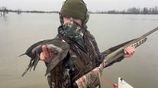 Diver Hunt fastest ducks Washington duck hunting [upl. by Aisinut]