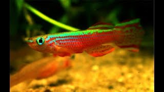 APHYOSEMION STRIATUM  A COLORFUL KILLIFISH [upl. by Siladnerb]