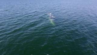 Observation des baleines chez Mer et Monde [upl. by Tuinenga]