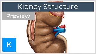 Kidney Structure and Function preview  Human Anatomy  Kenhub [upl. by Ecyt682]