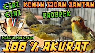 CIRICIRI KONIN IJOAN JANTAN PROSPEK 100 AKURAT  CARA MUDAH MEMBEDAKAN KONIN IJOAN JANTAN BETINA [upl. by Yajnas730]