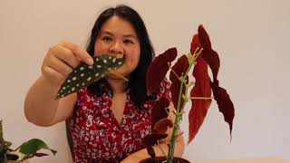 How to propagate Begonia Maculata [upl. by Akeylah]