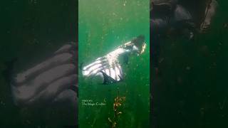 MERMAID TAIL SWIMS THROUGH SEAWEED Lake Michigan shorts [upl. by Hanny]