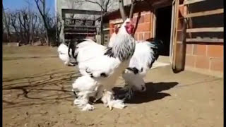 دجاج البراهما الأصلي an original brahma chicken [upl. by Spindell]