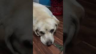 She tear carpet then feel sory then sleeping [upl. by Sonahpets710]