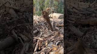 Debris flow around home in Curtis Creek NC chiefsholsters helene helenerecovery wncstrong wnc [upl. by Dixil]