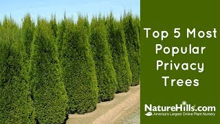 Top 5 Most Popular Privacy Trees  NatureHillscom [upl. by Kohsa620]