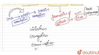 Describe the elongation process transcription in bacteria [upl. by Buote689]