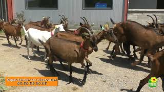 Ferme de la Jasse Calmels  Malhie Audrey et Henry [upl. by Whitebook336]