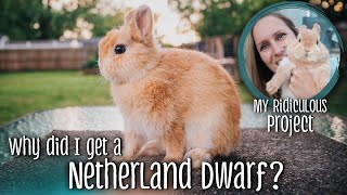 Why did I get a Netherland Dwarf  My ridiculous rabbit project [upl. by Nylissej]