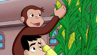 Jorge el Curioso en Español 🐵 Problema de Semillas 🐵Mono Jorge 🐵Caricaturas para Niños [upl. by Yelyr421]