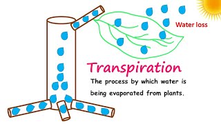 Transpiration Explained Important lesson [upl. by Nerdna]