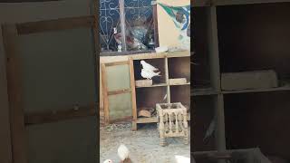 Vlog pigeon pigeonkabootar Subscribe My YouTube Channel Plz [upl. by Einaoj]