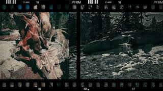 Chickadee Ridge  Bird Attack [upl. by Bracci]