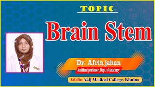 Brain Stem II Dr Afrin jahan II Dept Of Anatomy II AAMC II Online Class II [upl. by Ingra864]