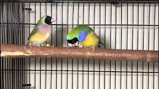 Gouldian finch Mating dance [upl. by Batty458]