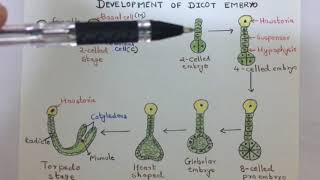 Development of dicot embryo [upl. by Akeimat693]