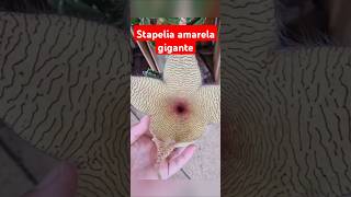 Cacto estrela ou stapelia [upl. by Bogusz]