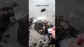 Talabang bisaya o Oysters oysters talaba [upl. by Ailices]