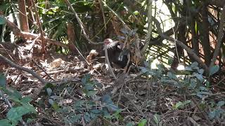 Brush Turkey M Hervey Bay Qld [upl. by Nytsirhc]