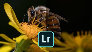 Macro photo editing in Lightroom Top tips LIVE [upl. by Anhpad905]