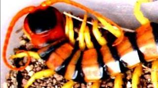 Scolopendra the dangerous centipede of Thailand [upl. by Nagram380]