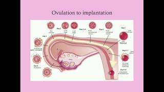 Fundamentals of Pregnancy  CRASH Medical Review Series [upl. by Assi]