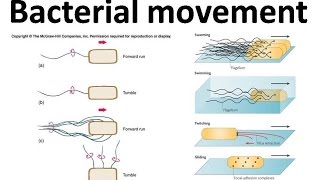 Bacterial movement using flagella [upl. by Riada]