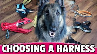 How to Choose the BEST Harness for Your Dog [upl. by Eejan970]