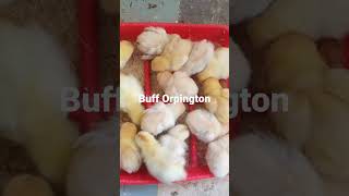 Buff Orpington chicks sergeRuleFarm [upl. by Kathi877]