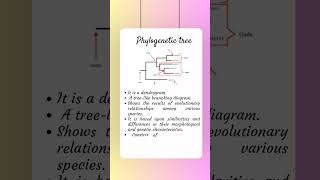 evolution evolutions phylogeny phylogenetictree [upl. by Okomot]