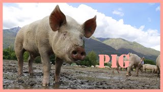 Pig sound effect  how to pig squeal 🐷 [upl. by Andrus396]